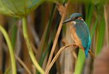 kingfisher ; comments:60