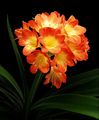 Clivia ; comments:7