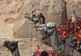 Camels ; comments:7