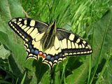 Махаон ( Papilio machaon ) ; comments:11