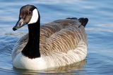 Canada goose ; comments:8