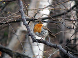 Червеногръдка (Erithacus rubecula) ; comments:12