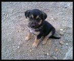 sweet puppy :) ; comments:6