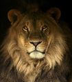 lion portrait ; comments:65