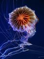 Sea flower ; Коментари:37