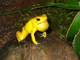 Golden Poison Frog ; comments:12