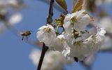 Пролет.. птички, фчелички ; comments:14