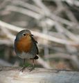 Червеногръдка/Erithacus rubecula/ ; comments:19