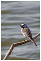 Motacilla alba ; comments:25