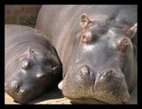 Hipopotami nasyn ; comments:15