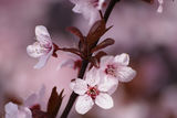 Розова пролет ; comments:14