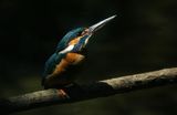 kingfisher and the mistery ; comments:30