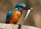 kingfisher ; comments:110