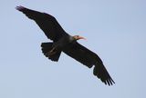 chernoglav ibis ; Коментари:18