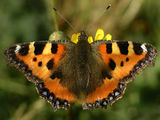 портрет на копривна пеперуда ; Comments:6