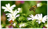 Пчеличакта мая ; comments:7