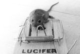 Lucifer, la vie courte d un souris ; comments:25