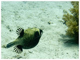 Риба Глобус (Tetraodontidae, Globe Fish) ; comments:5