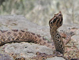 Пепелянка (Vipera ammodytes) ; comments:16