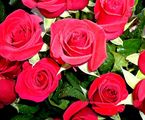....цветята на любовта... ; comments:20
