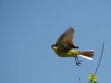 Жълта стърчиопашка (Motacilla flava feldegg) - мъжка ; comments:1