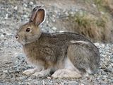 Snowshoe Hare (Lepus americanus) ; comments:10