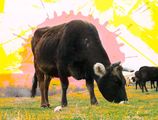 The Cow of the rising Sun ; comments:5