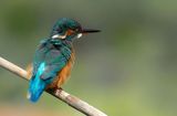 kingfisher ; comments:20