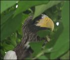 Bald eagle - Haliaeetus leucocephalus ; comments:10