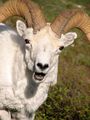 Dall Sheep (Ovis dalli dalli) ; comments:6