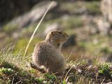 Arctic Ground Squirrel (Spermophilus paryii) ; comments:16