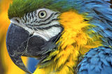 Blue Macaw ; comments:2