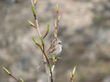 American Tree Sparrow (Spizella arborea) ; comments:12