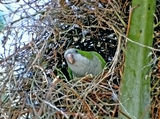 Монашеско папагалче в Гнездото ; comments:12