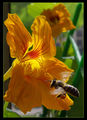 Пчеличката Мая :) ; comments:9