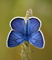 Пеперуда макро ; comments:28