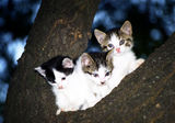 три котенца правят ли триглаво котешко сладурче? ; comments:4