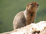 Arctic Ground Squirrel (Spermophilus paryii) ; comments:16