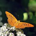 пеперудка в жълто ; comments:15