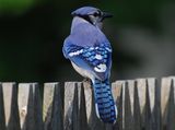 Blue Jay ; comments:16