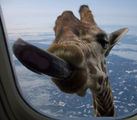 Жираф в самолета ; comments:47