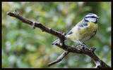 Blue tit-Cyanistes caeruleus-Син синигер -ЛАЗОРЕВКА ; comments:10