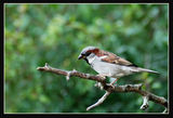 House Sparrow-Passer domesticus-Домашно врабче ; comments:4