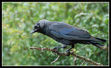 Jackdaw-Corvus monedula-Чавка(гарга) ; comments:11