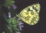 Melanargia galathea L. ; comments:11