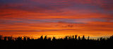 cornfield at dusk ; Comments:12