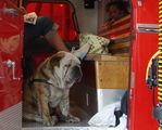 Куче в пожарна ; comments:4