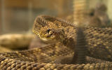 Crotalus adamanteus ; comments:7