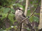 Gray Jay (Perisoreus canadensis) ; comments:13