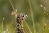 Willow Ptarmigan (Lagopus lagopus) - мъжки ; comments:16